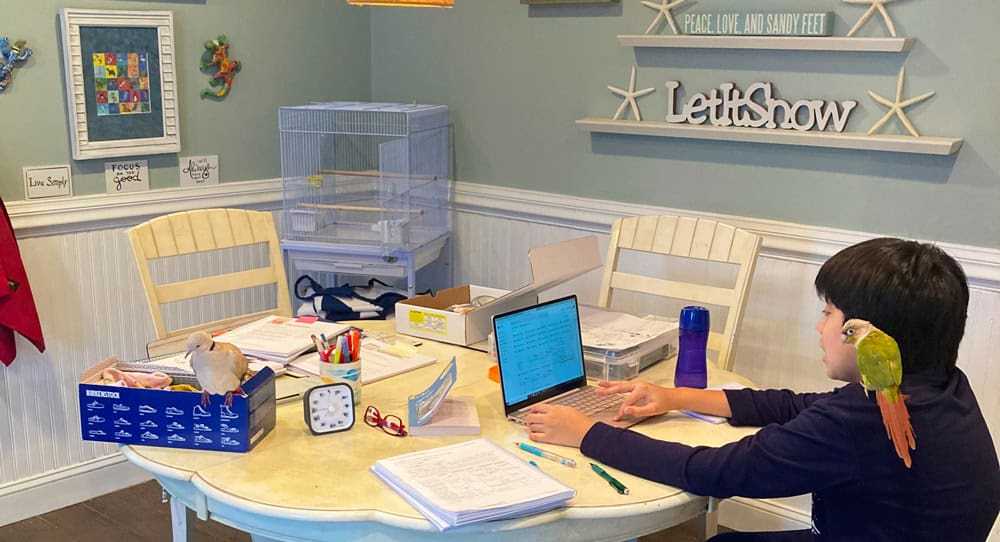 Student working in their homeschool space with parrot