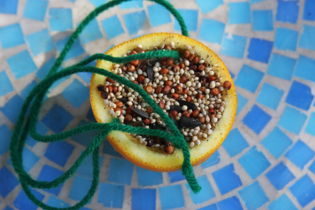 Citrus Bird Feeder Craft Activity