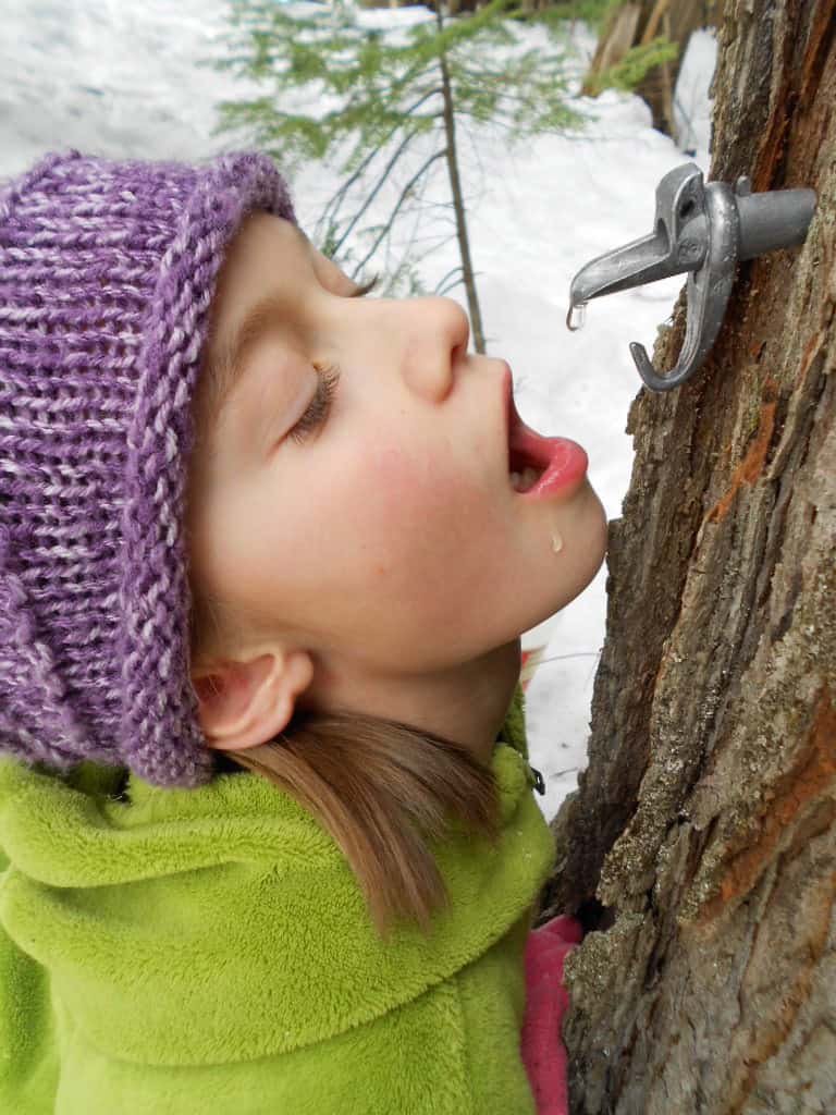 samplingmaplesapdrip Oak Meadow Providers of Exceptional