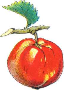 image of apple on twig