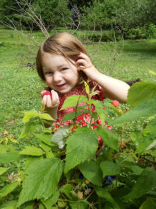 Preschool girl holding out a handful of raspberries